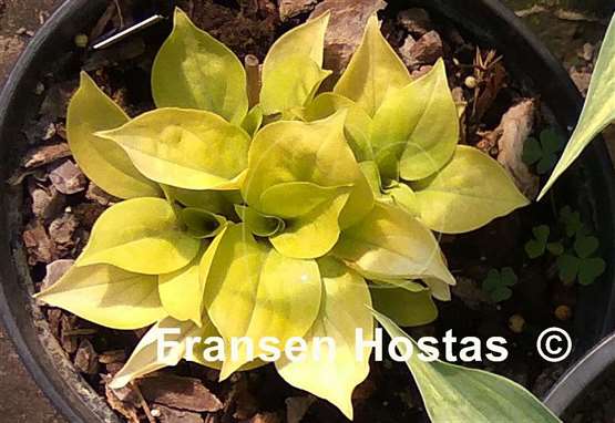 Hosta Lemon Kiss